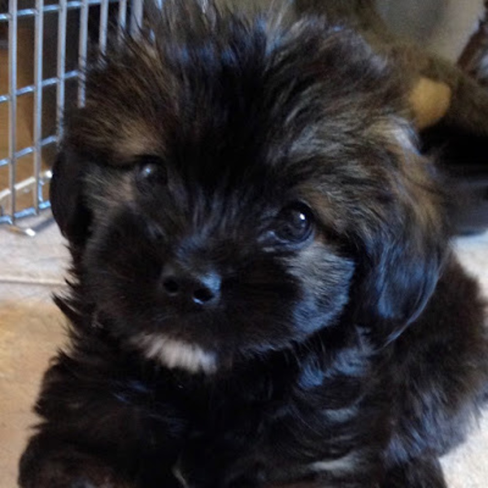 Meet your Posher, Chewy